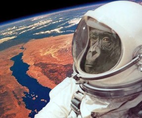 İran Uzaya Türlü Türlü Hayvan Gönderiyor!